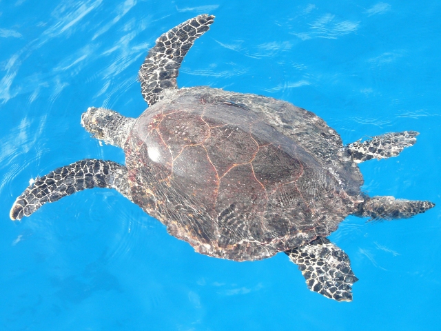 Green Turtle