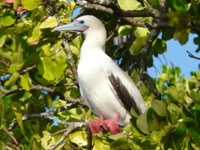 Red-footed Booby