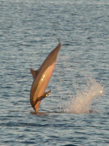 Spinner Dolphin