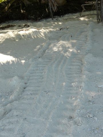 turtle track