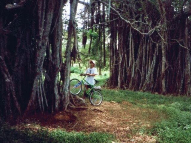 Banyan Trees