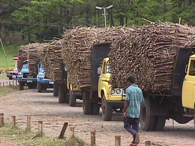 Cane Trucks