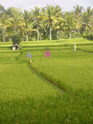 rice fields