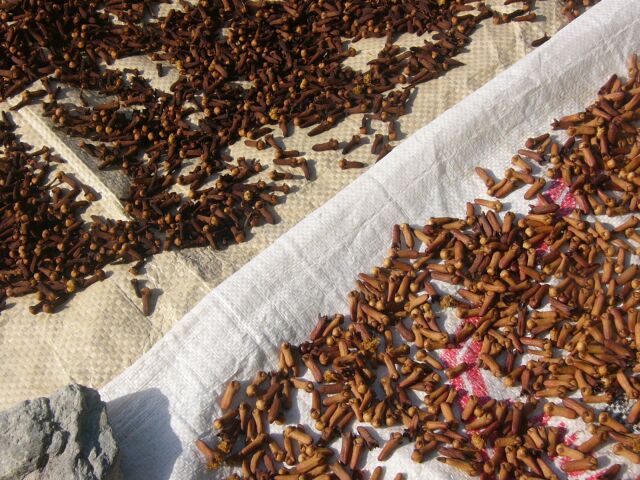 Cloves Drying Closeup