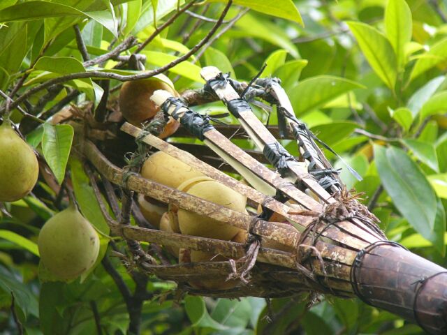 Nutmeg Picking