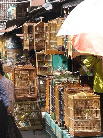 bird market