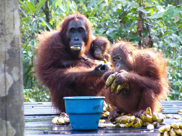 Feeding Station