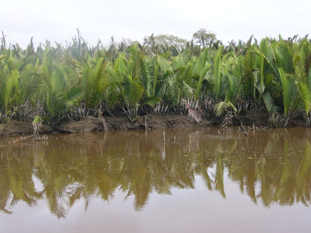 Nipa Palms