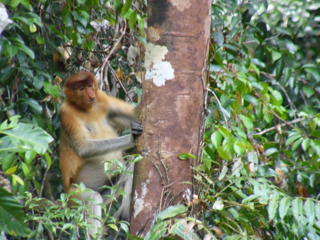 Proboscis Closeup