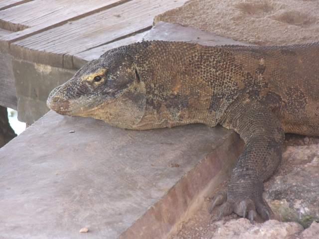 on dock