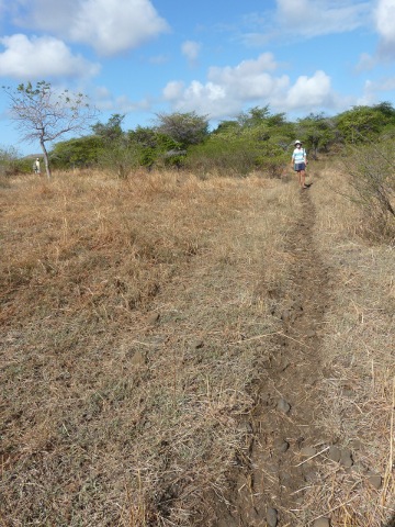 cow-path