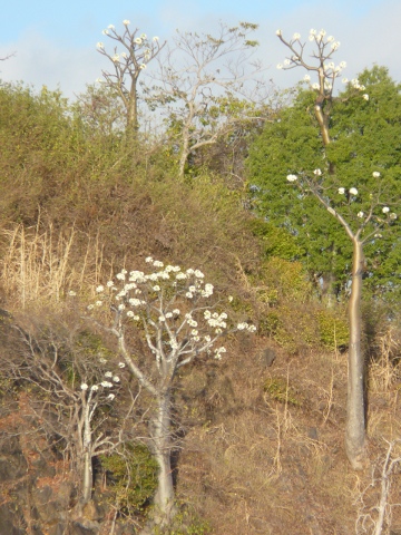 Baobab-blooms