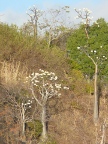 Baobab-blooms (128 KB)