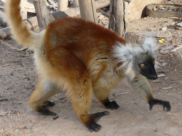 lemur