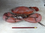 crab (199 KB)