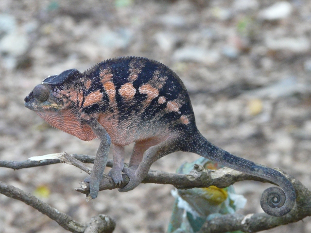 male-chameleon