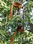 two-female-lemurs (147 KB)