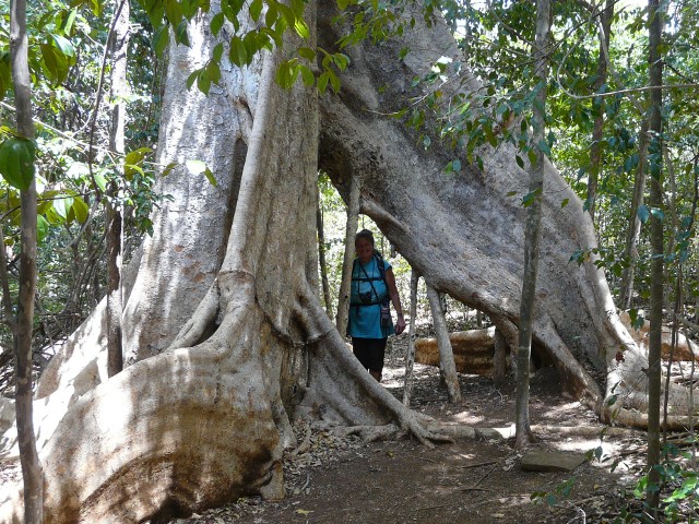 Ficus-Megapode