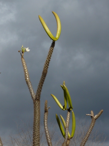 Pachypodium-flower