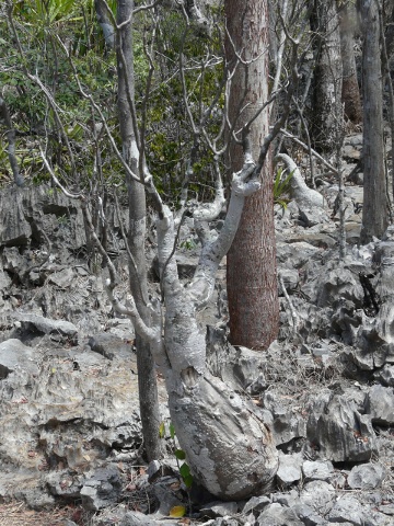 pachypodium