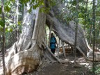 Ficus Megapode (177 KB)