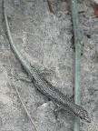 lizard