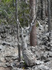 pachypodium