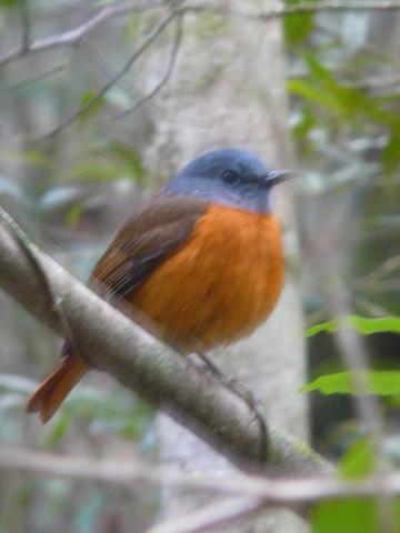 Amber-Rock-Thrush