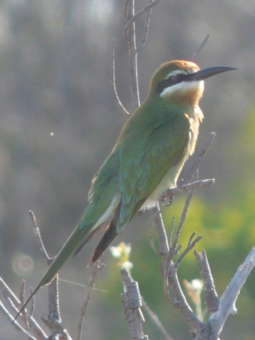 Bee-eater