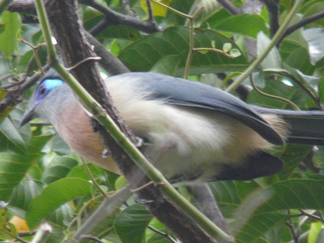 Crested-Coua