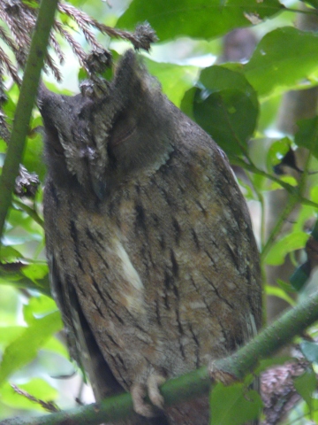 Scops-Owl