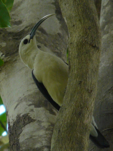 Sickle-billed-Vanga