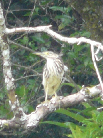 egret