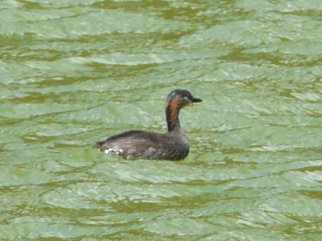 grebe