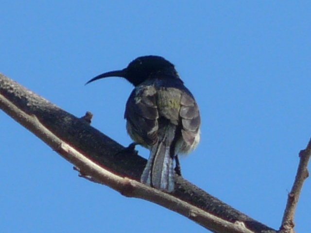 sunbird