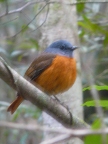 Amber-Rock-Thrush (113 KB)