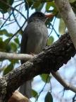 Bulbul (117 KB)