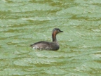 grebe (99 KB)