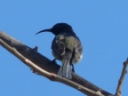 sunbird (122 KB)