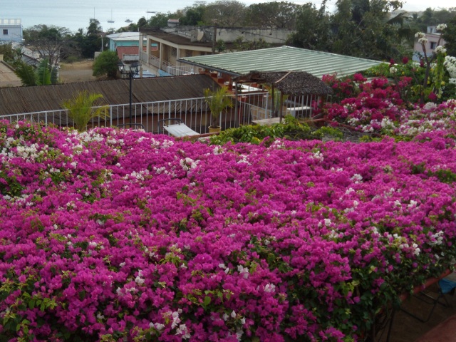 Bougainvillea