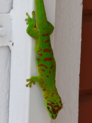 gecko