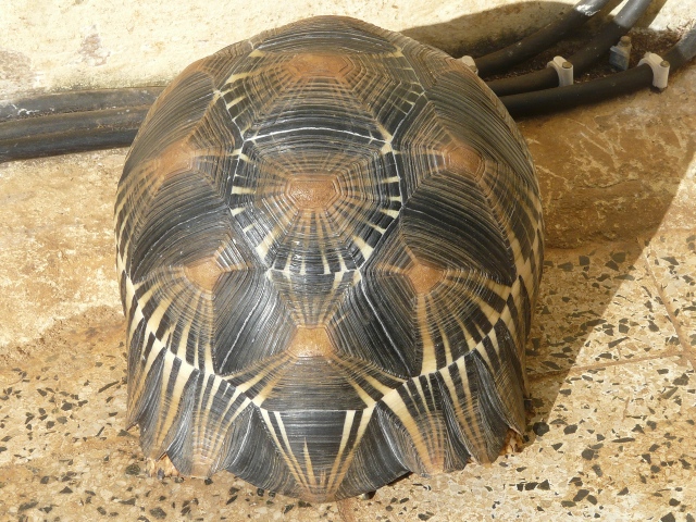 tortoise