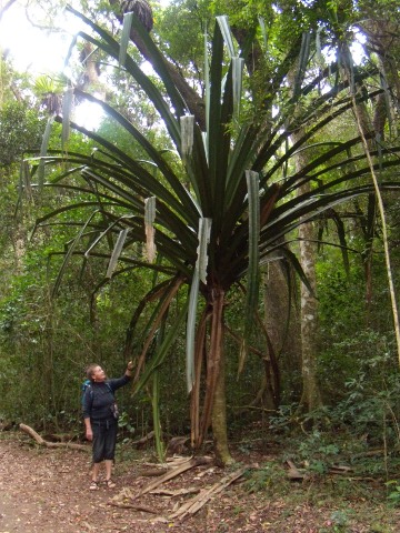 Pandanus