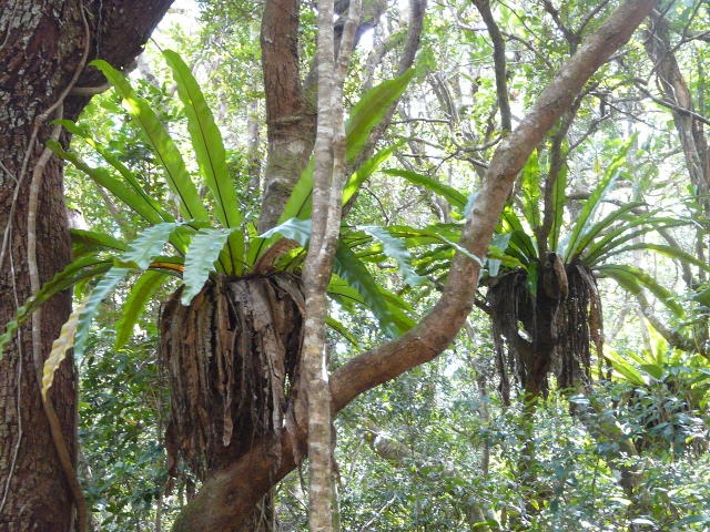 epiphytes