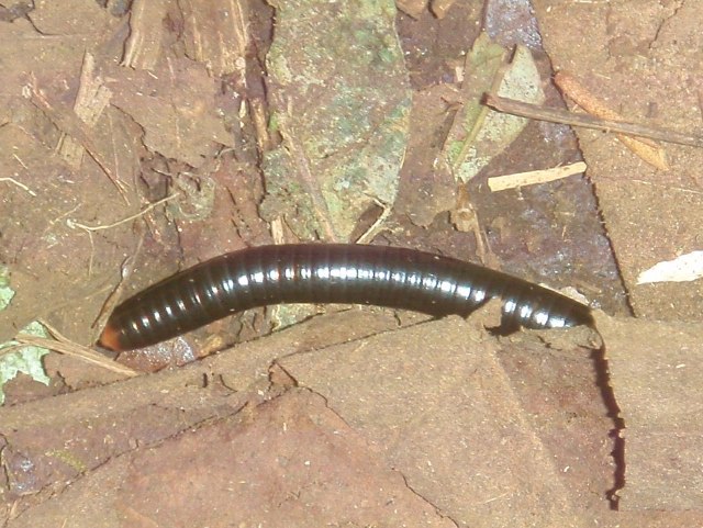 millipede