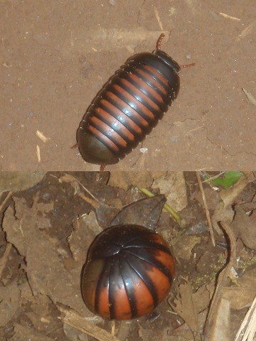 pill-millipede