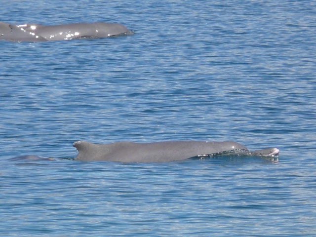 Dolphins