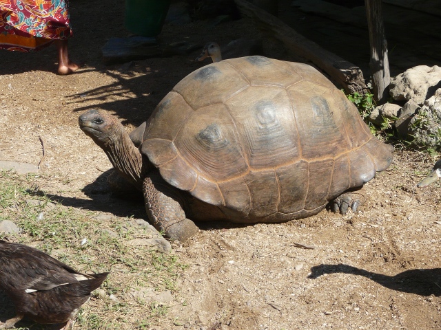 tortoise