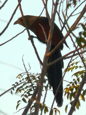 Coucal