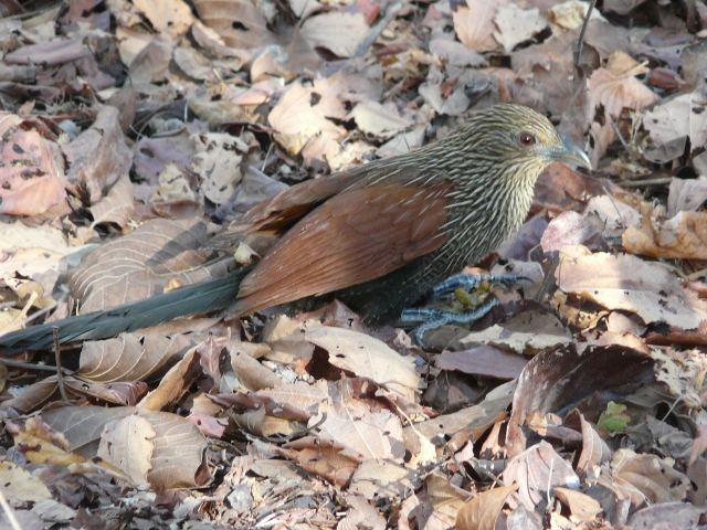 Coucal